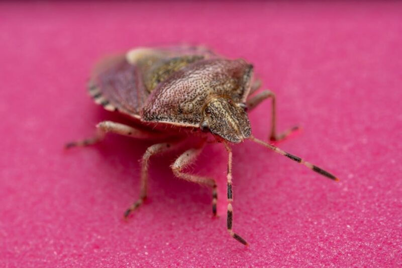 Effective Strategies for Bedbug Extermination