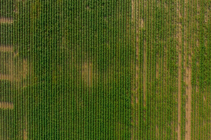 Suministros esenciales para la agricultura orgánica