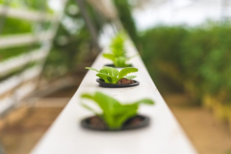 Exploring the Benefits of Aquaponics Kits for Sustainable Gardening