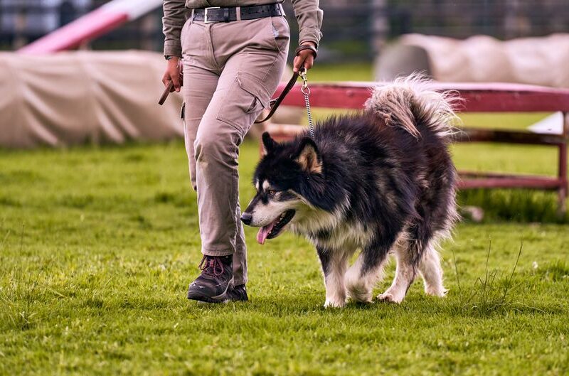 犬のしつけ教室で愛犬と築く信頼関係