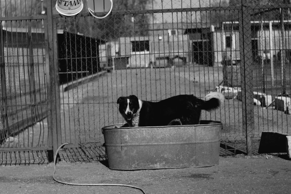 pet boarding facility