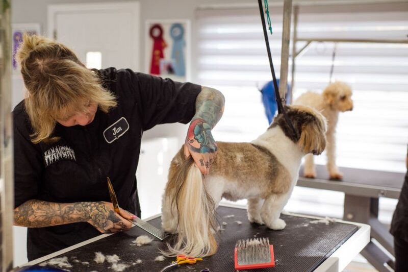 Encuentra la peluquería canina perfecta cerca de ti