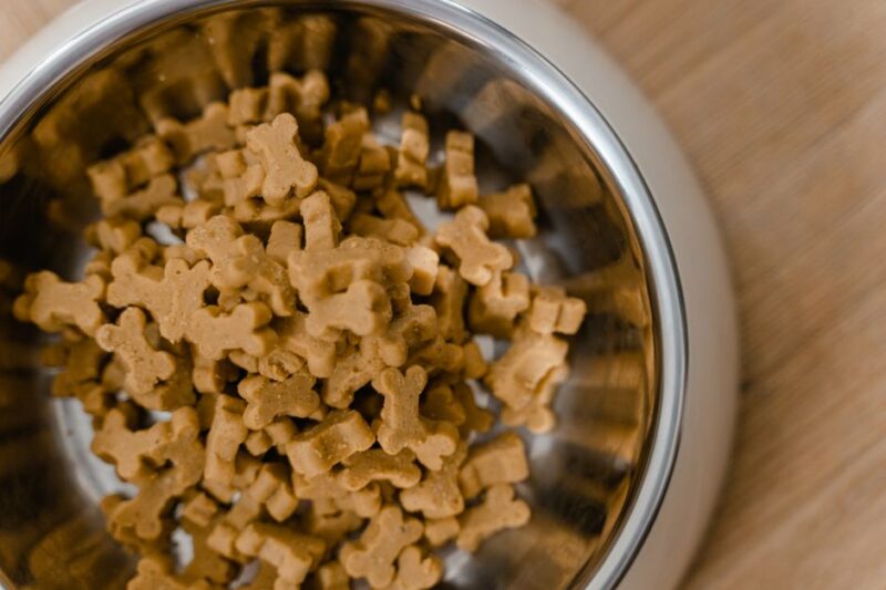 The Rise of Raw Dog Food Delivery Services: A Pet Owner’s Guide