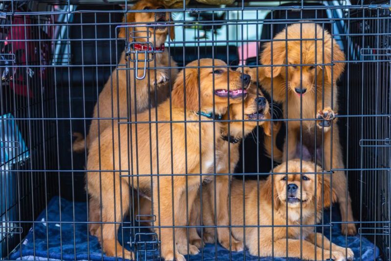 criador cachorros cerca