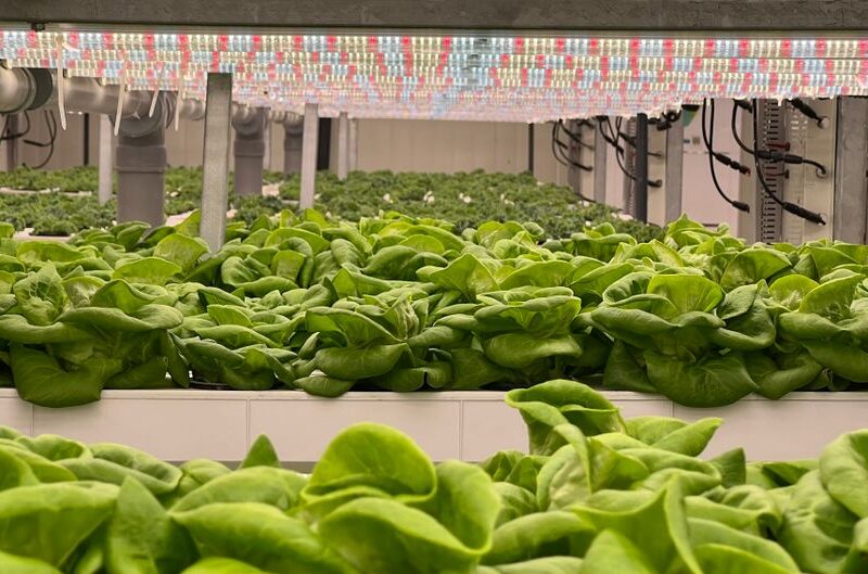 Revolutionizing Agriculture: The Rise of Vertical Farming Technology