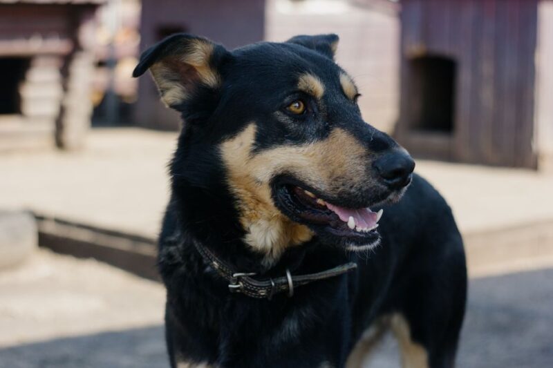 犬の保育園の重要性と選び方